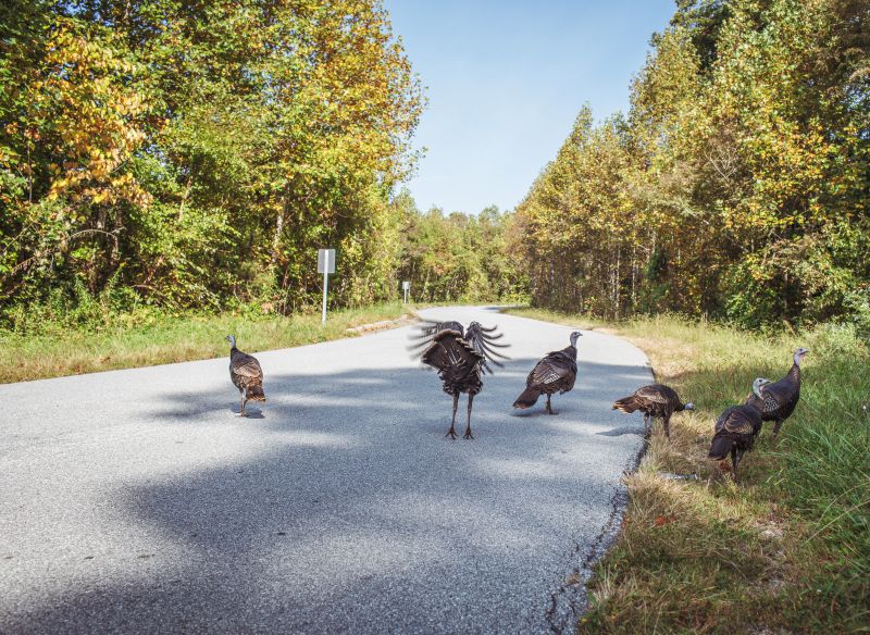 Wild turkeys on Reynolds Mountain — this is what living here looks like