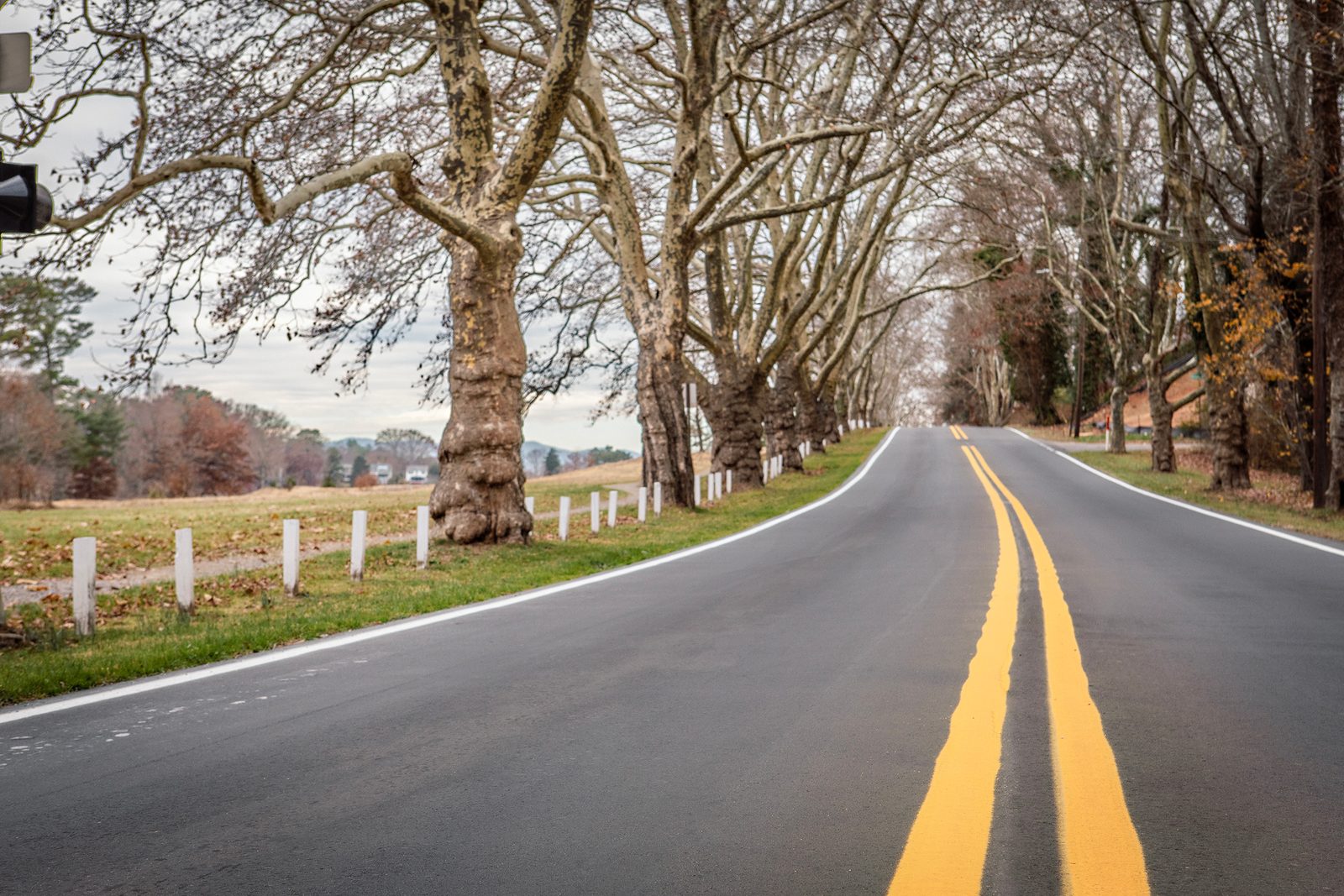 A tree-lined road through North Asheville near Beaverdam Lake